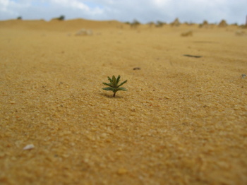 Determination