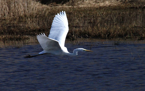 White Egret