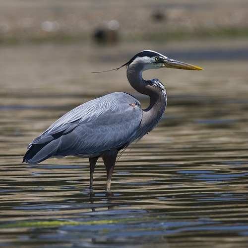 Blue Heron