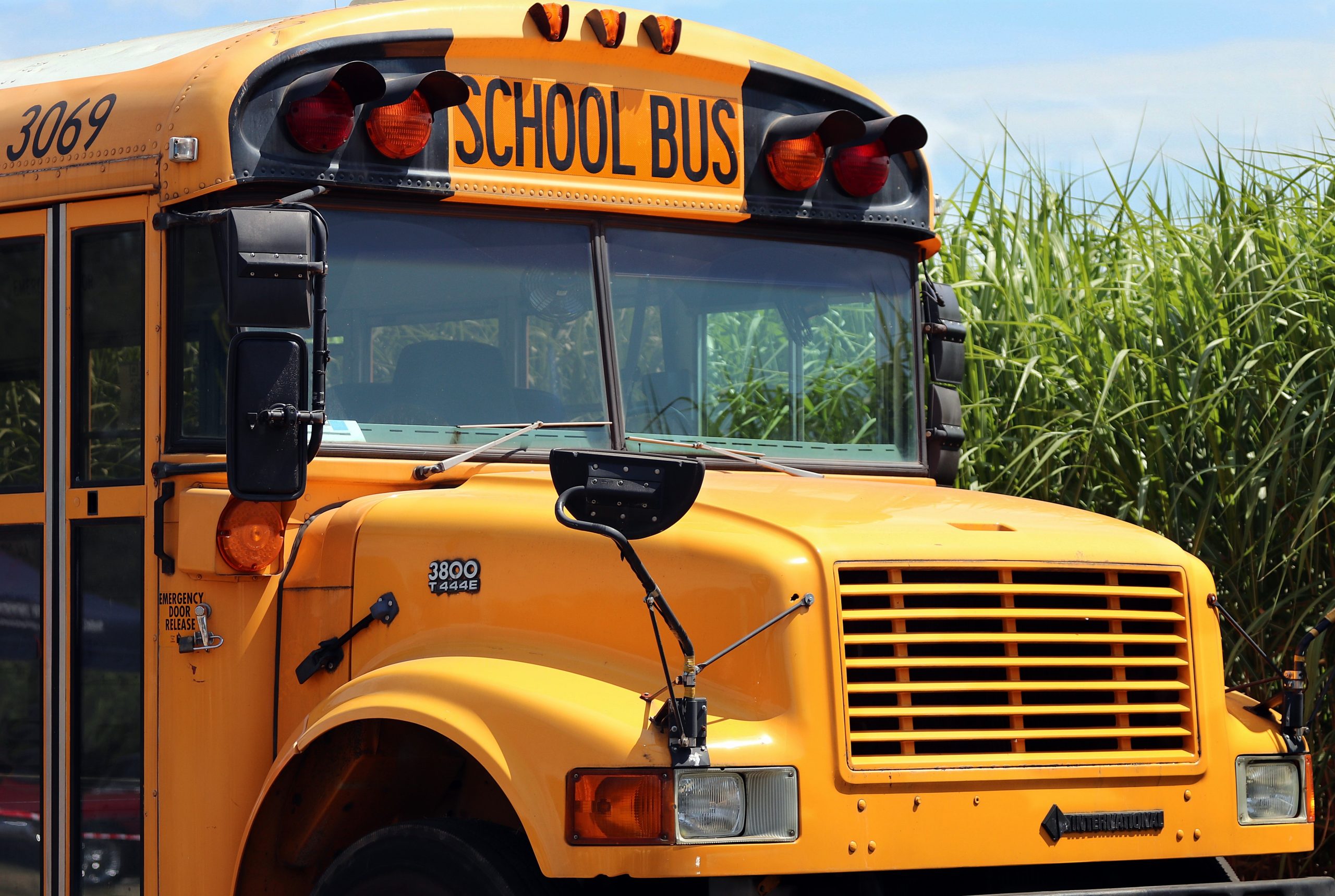 A school bus stopped in front of a cornfield.