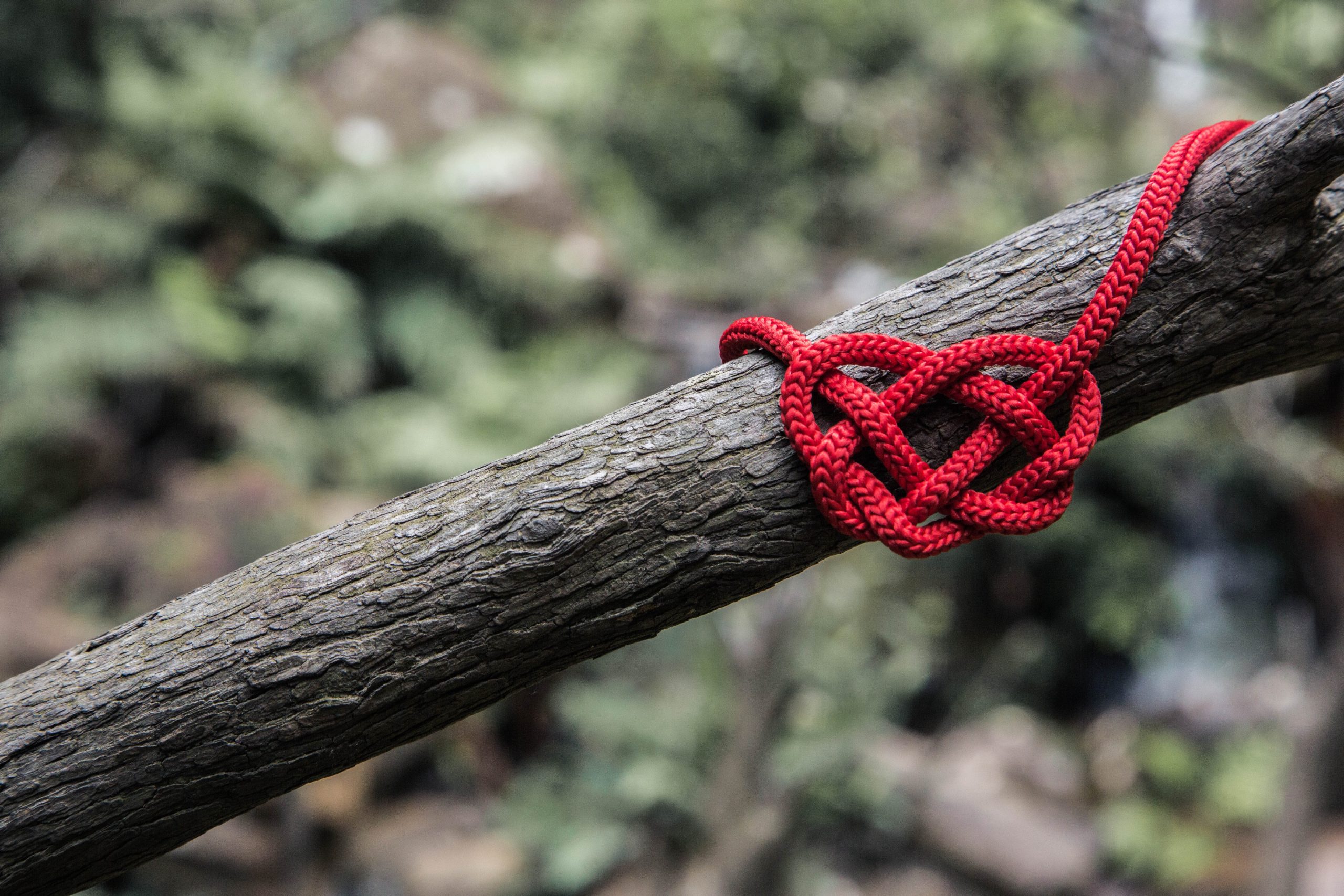 Red rope on a tree branch tied into a heart-shaped knot.